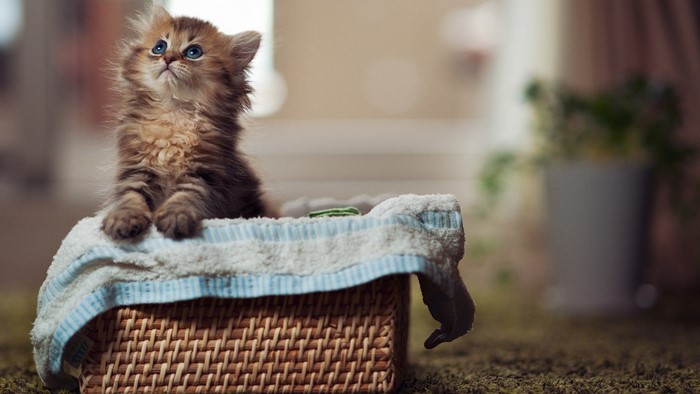 Fluffy kitten in a wicker basket with a towel