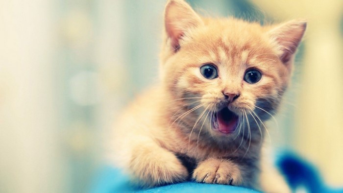Ginger kitten with mouth open