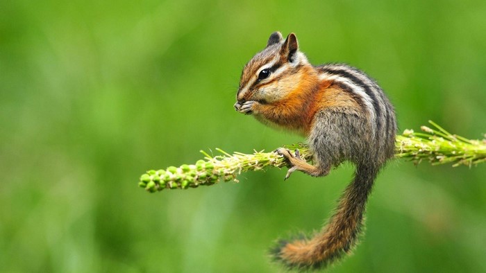 Cute Chipmunk Eating on a Branch