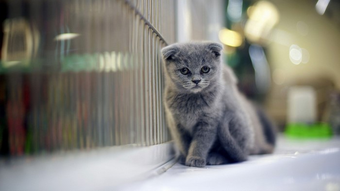 Scottish Fold Kitten Sitting Near Cage