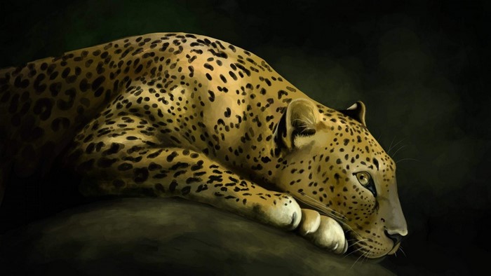 Leopard resting on a dark background