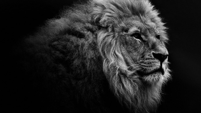Black and White Lion Portrait