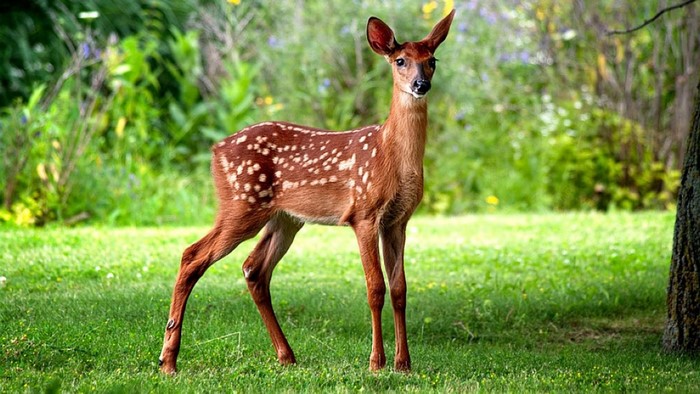 Cute Fawn with White Spots in a Grassy Field