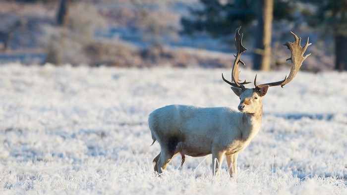 White Fallow Deer with Antlers in Snowy Field