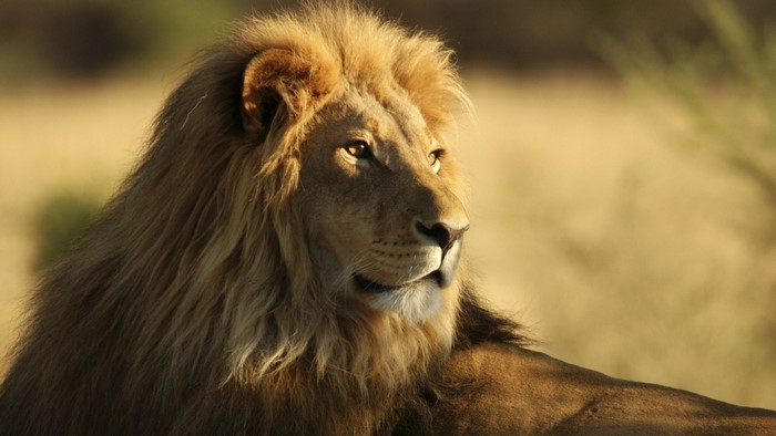 African Lion in natural habitat