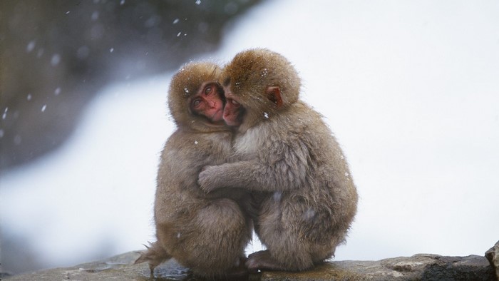 Two snow monkeys hugging in the snow