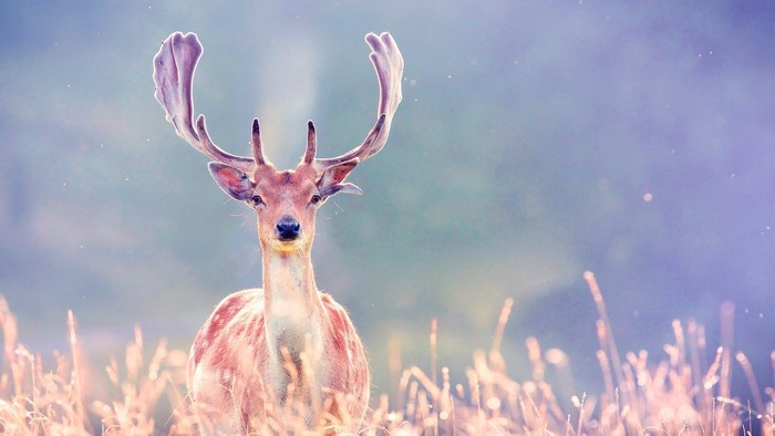 Deer with large antlers in a field