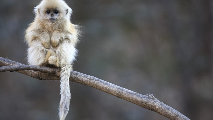 Baby Golden Snub-nosed Monkey on a Branch