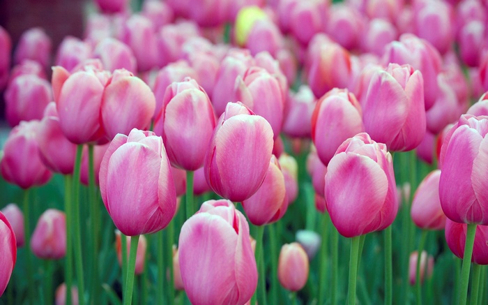 Field of Pink Tulips in Bloom