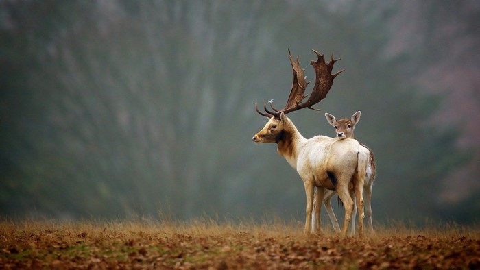 Fallow Deer with Fawn in Autumn Field