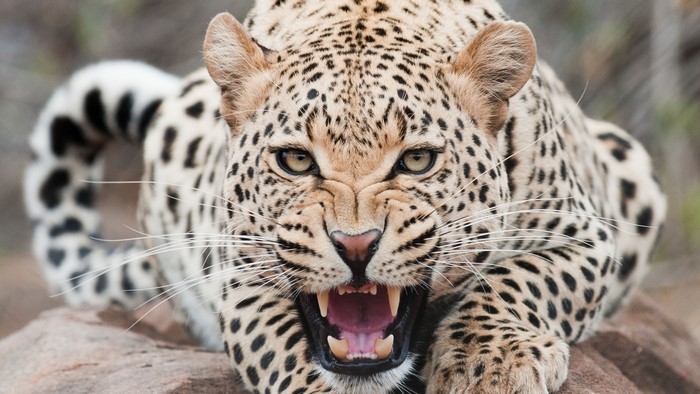 Leopard showing its teeth and snarling