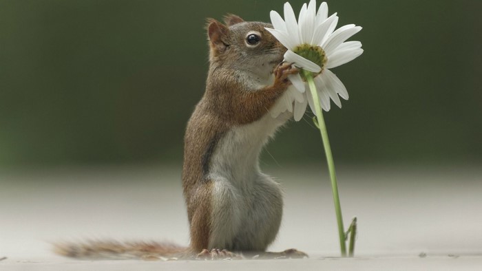 Squirrel smelling a white daisy flower