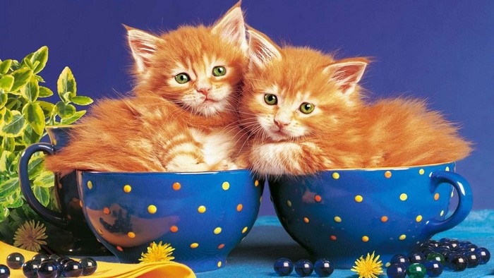 Two orange kittens in teacups