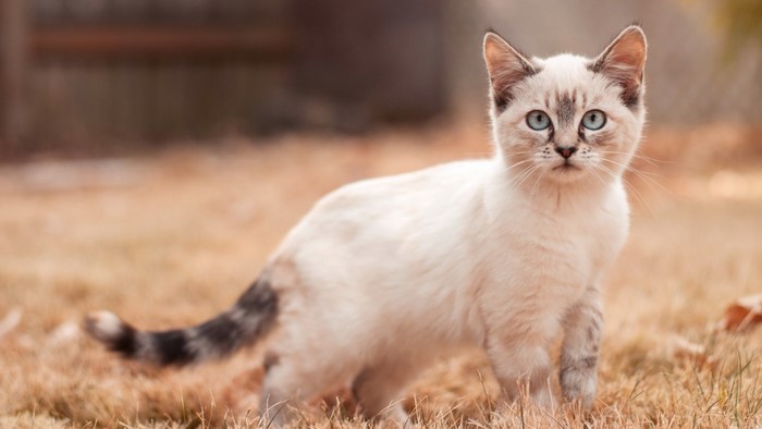 Siamese kitten with blue eyes in dry grass