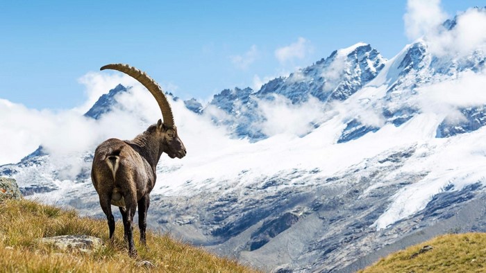 Alpine Ibex on a grassy slope with snowy mountains