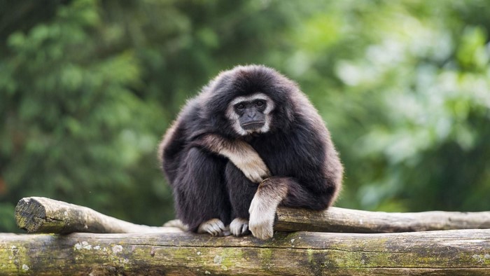 Black Gibbon sitting on a log