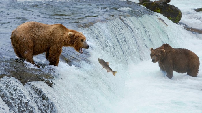 Two bears hunting salmon in a waterfall