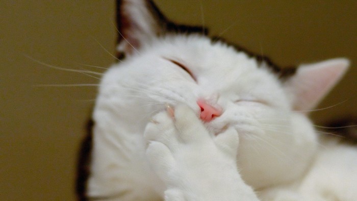 White cat covering its nose with its paw