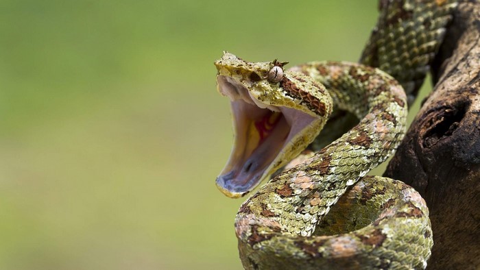 Snake with mouth open on a branch