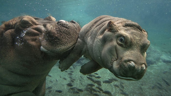 Baby Hippo with Mother Underwater