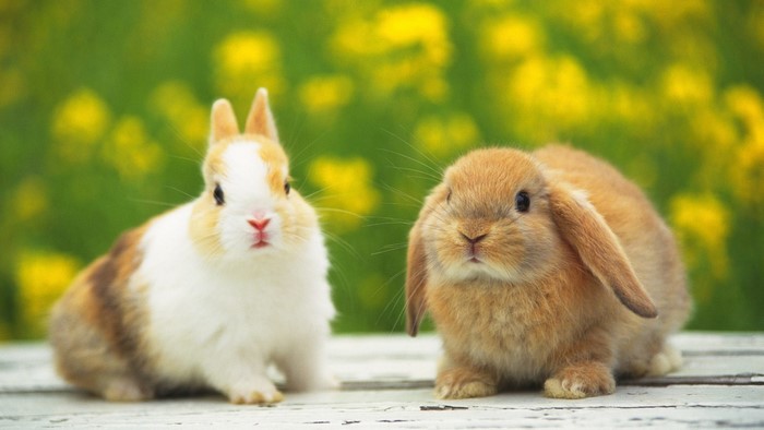 Two cute rabbits in a field