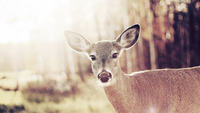 Cute Wild Deer Bambi