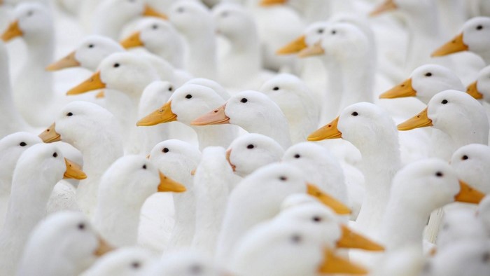 A flock of white ducks