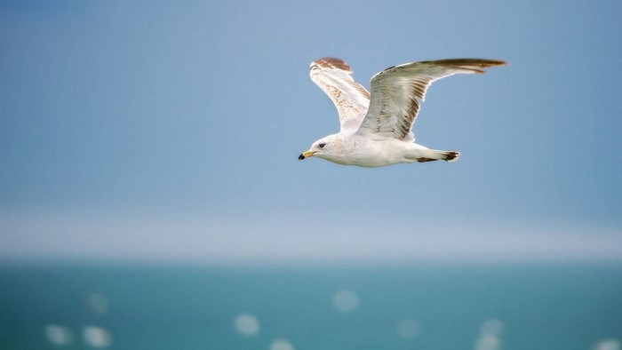 White Gull Bird Flying Over Water