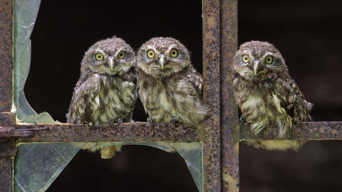 Three cute little owls on a rusty window frame