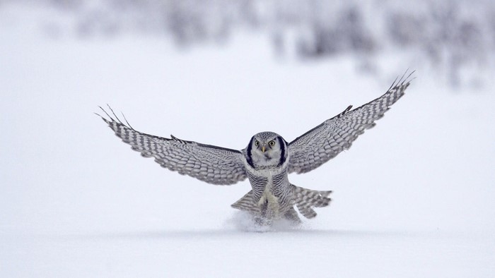 Northern Hawk Owl in Flight Over Snow