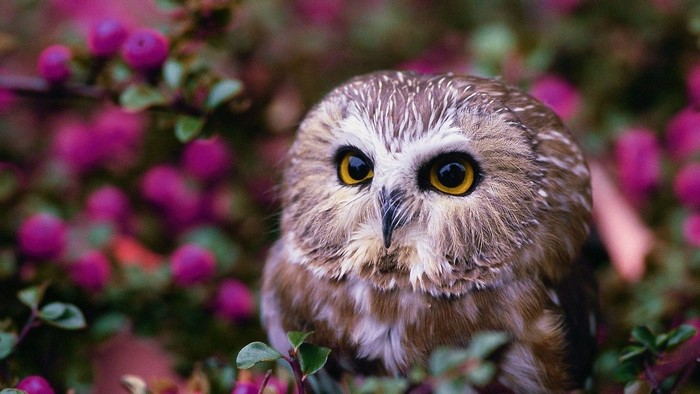 Cute Owl with Pink Berries
