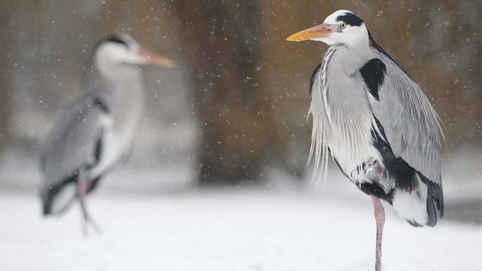 Two Grey Herons in Snow