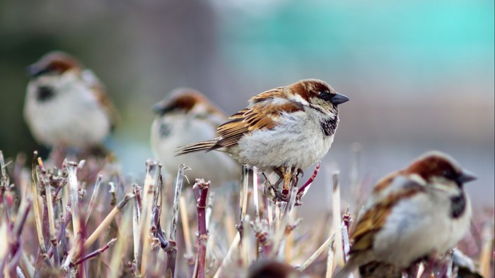 Four sparrows perched on branches
