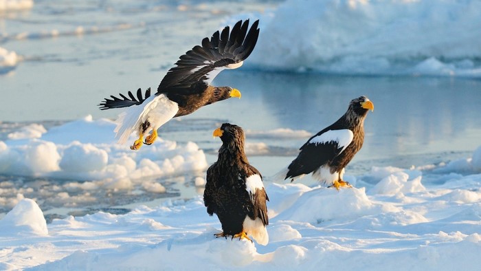 Steller's Sea Eagles on Ice