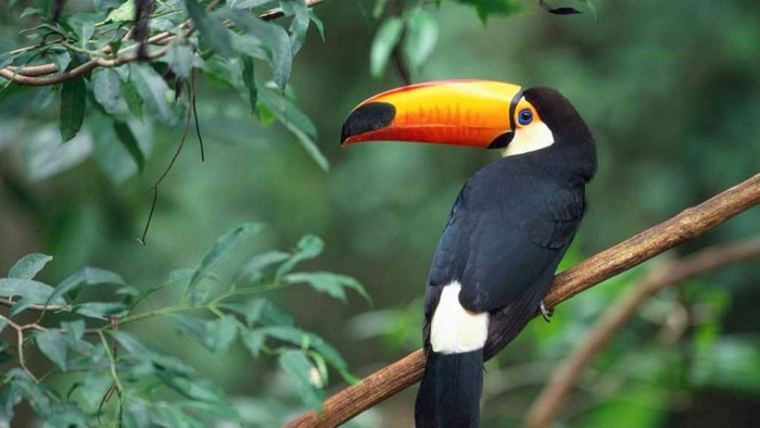 Toco Toucan perched on a branch