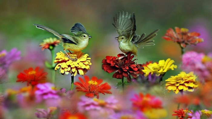 Two birds on flowers