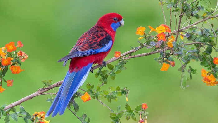 Crimson Rosella parrot perched on a branch with orange flowers
