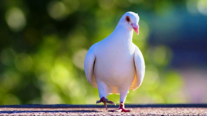 White Pigeon Walking on a Surface