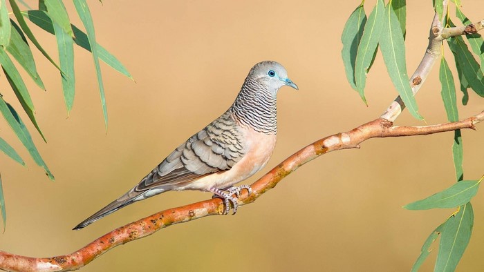 Zebra Dove perched on a branch