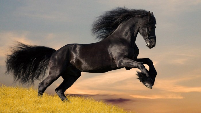 Black horse running in a field at sunset