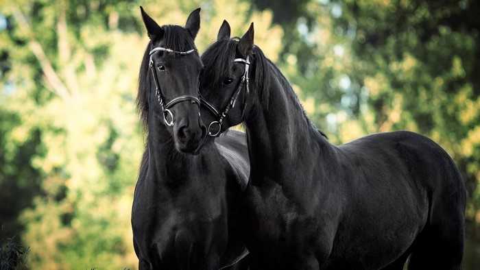 Two black horses with bridles in a field