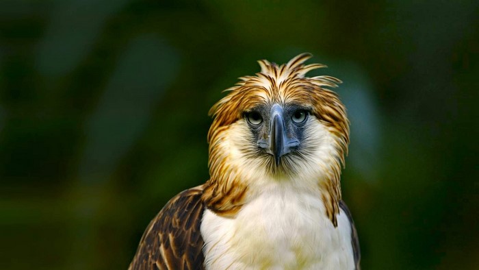 Philippine Eagle with distinctive crest