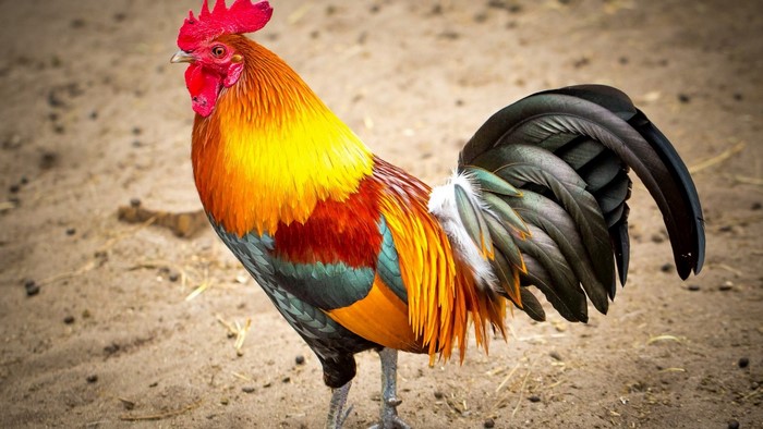 A colorful rooster standing on sandy ground