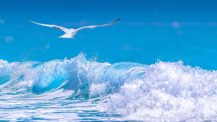 Arctic Tern Flying Over Ocean Wave