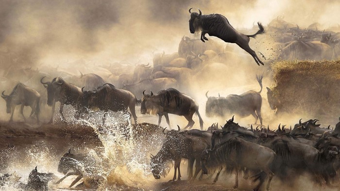 Wildebeest Migration Crossing River