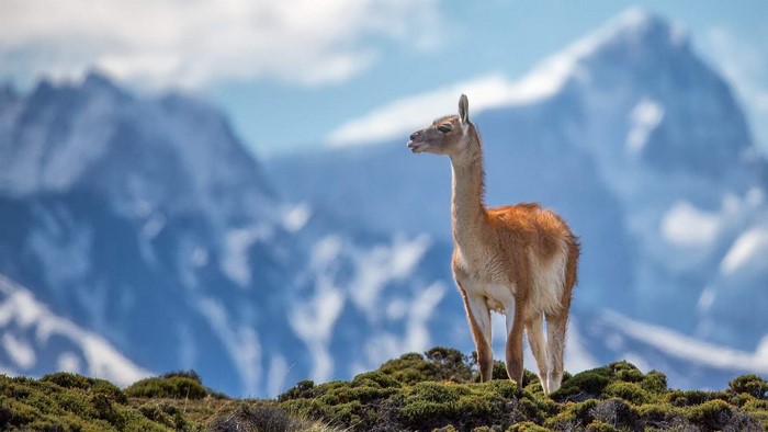 Guanaco standing on a grassy hill with mountains in the background