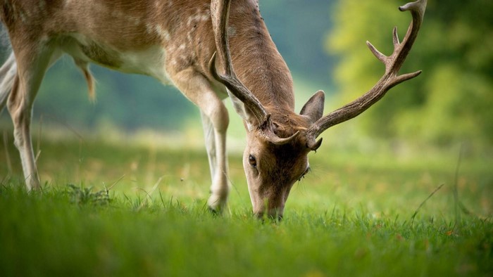 Deer grazing in a grassy field