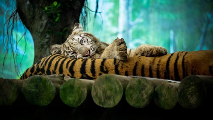 Tiger cub sleeping on an adult tiger