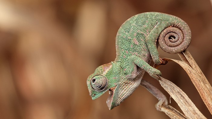 Chameleon hunting insects on a branch