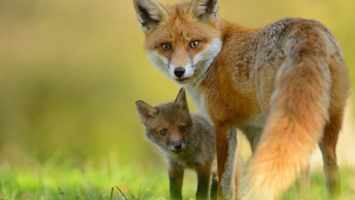 Mother and baby red foxes in grassy field